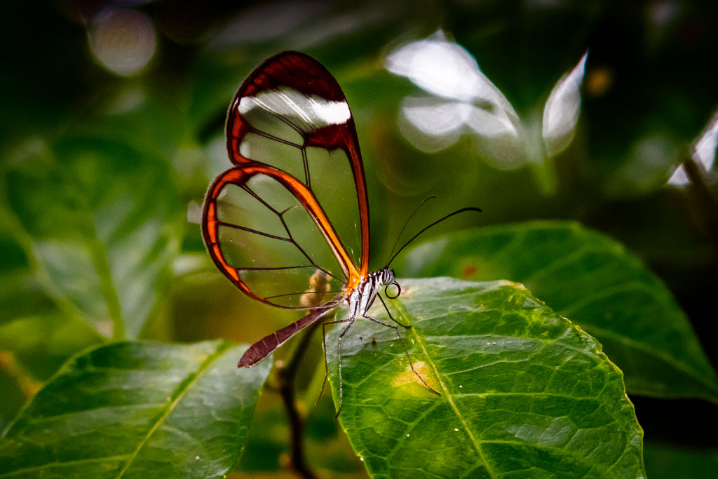 “Kristalezko” tximeleta. Monteverde, Santa Elena (Costa Rica).